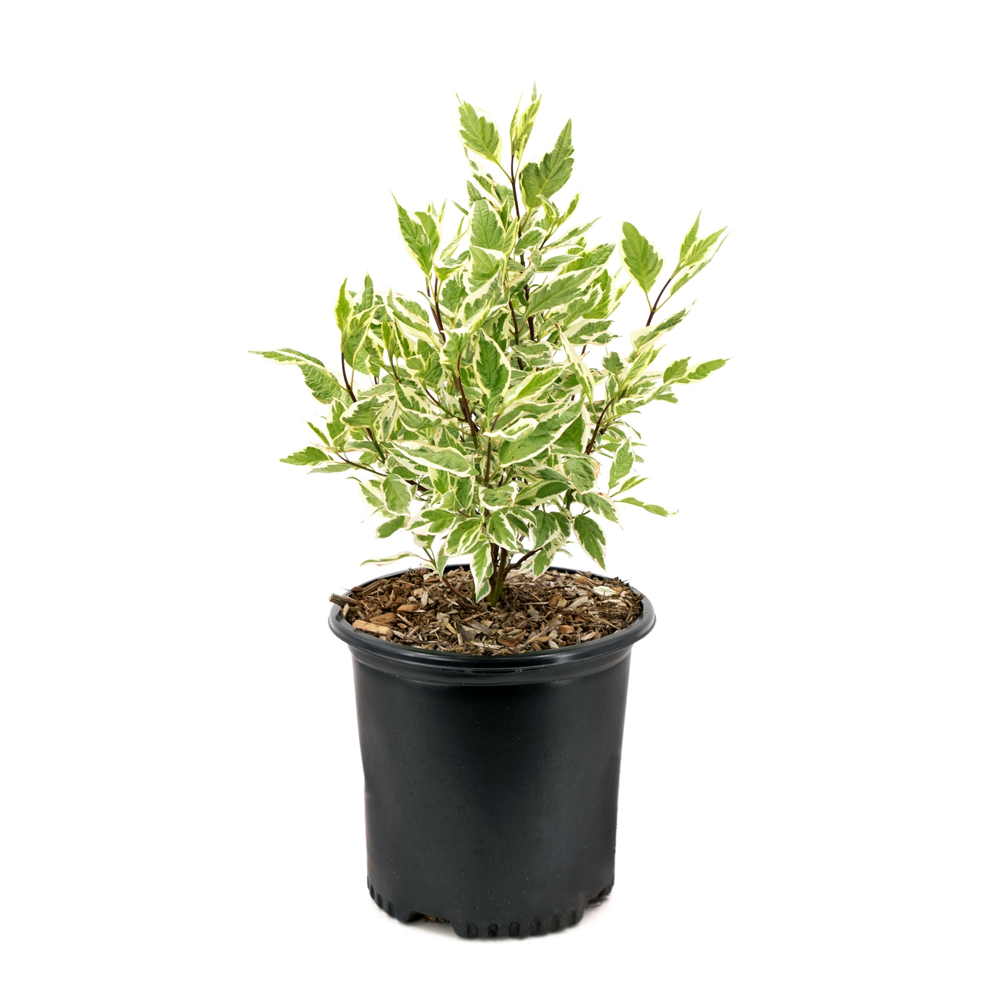 Dogwood Cornus  (2 Gal)