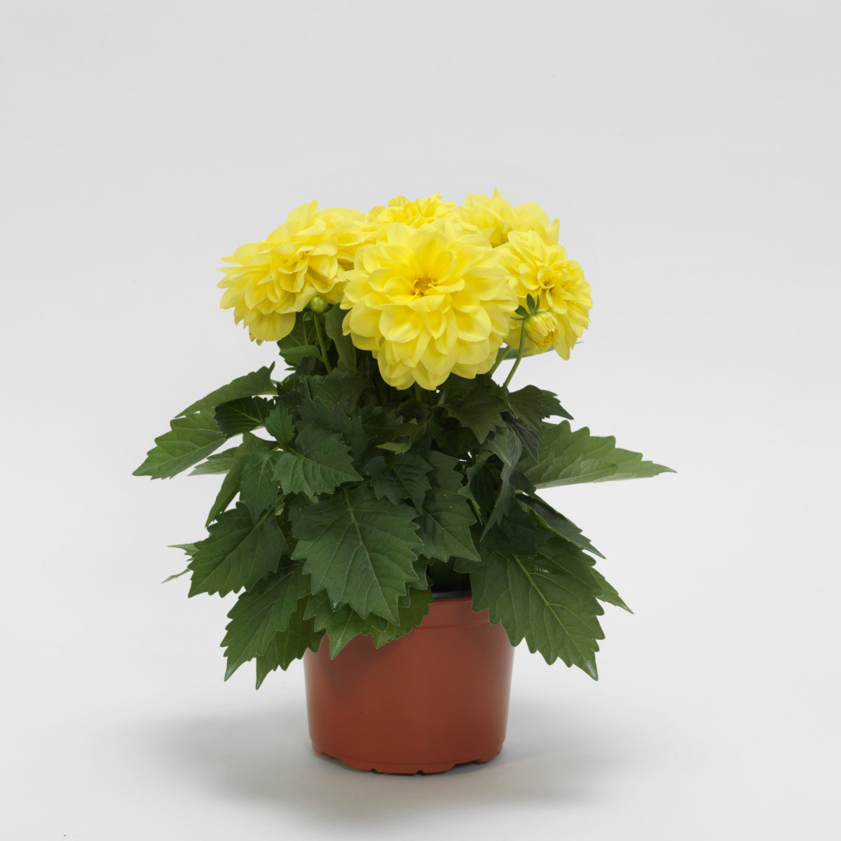 Dahlia (4" Pot)  5 Pack