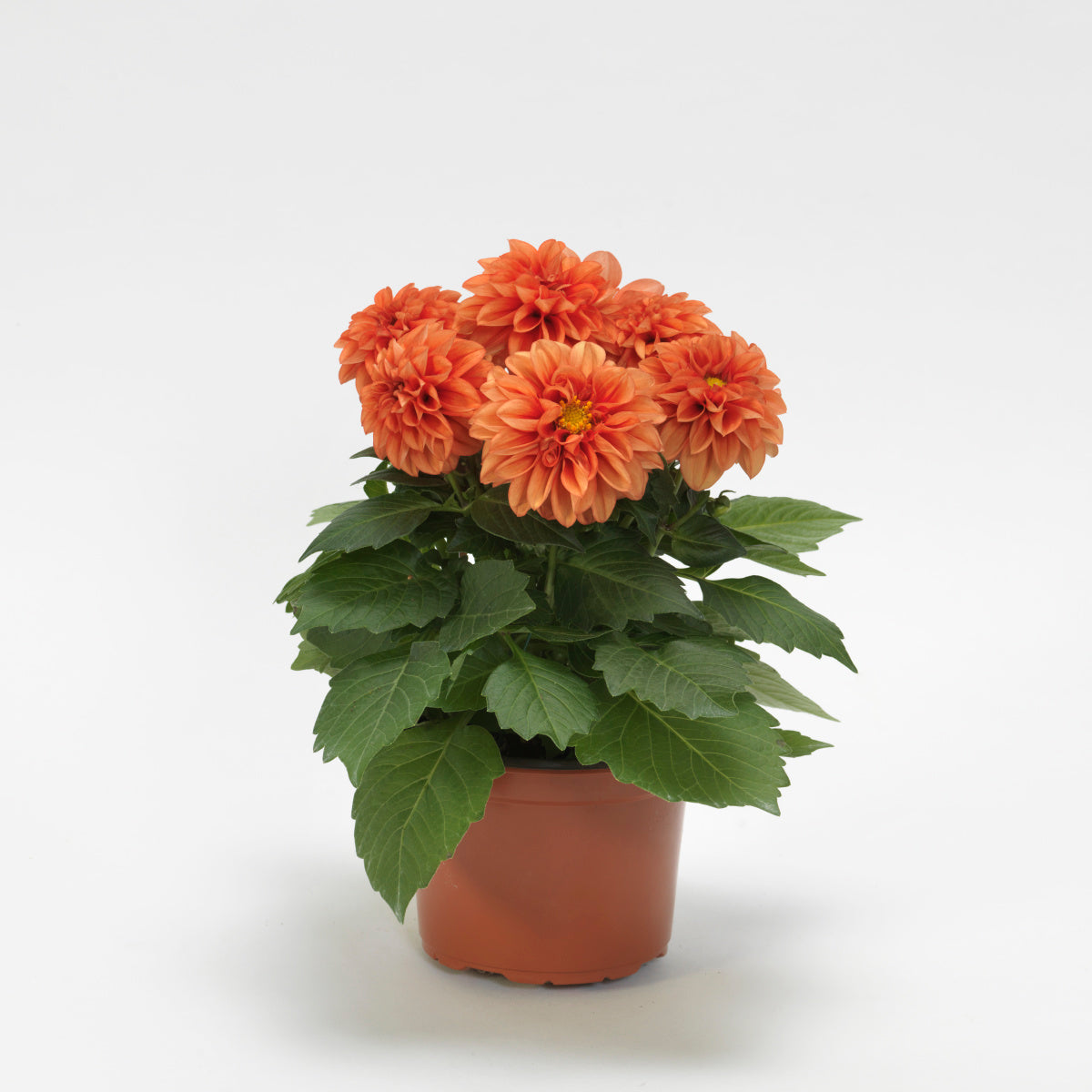 Dahlia (4" Pot)  5 Pack