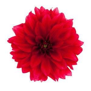 Dahlia (6" Pot) 2 Pack