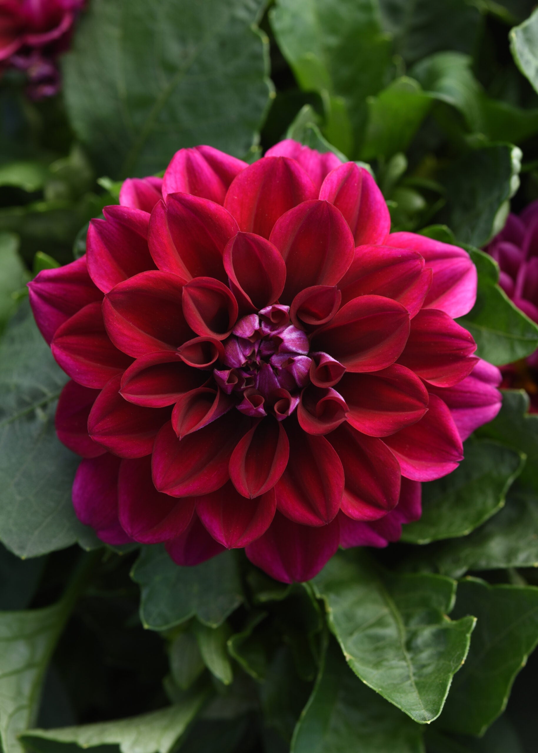 Dahlia (4" Pot)  5 Pack