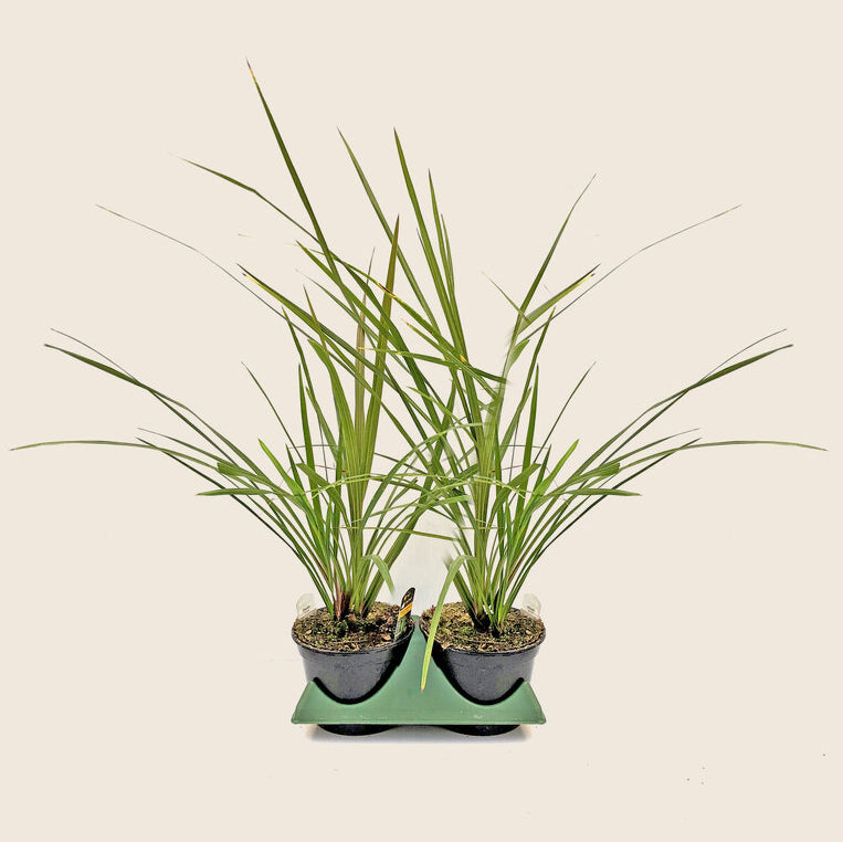 Dracaena (6" Pot) 2 Pack
