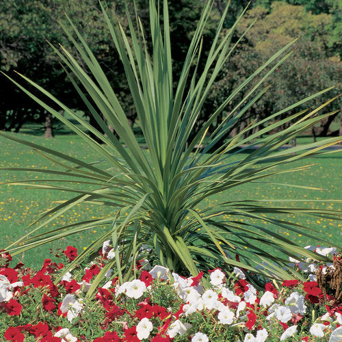 Dracaena (6" Pot) 2 Pack