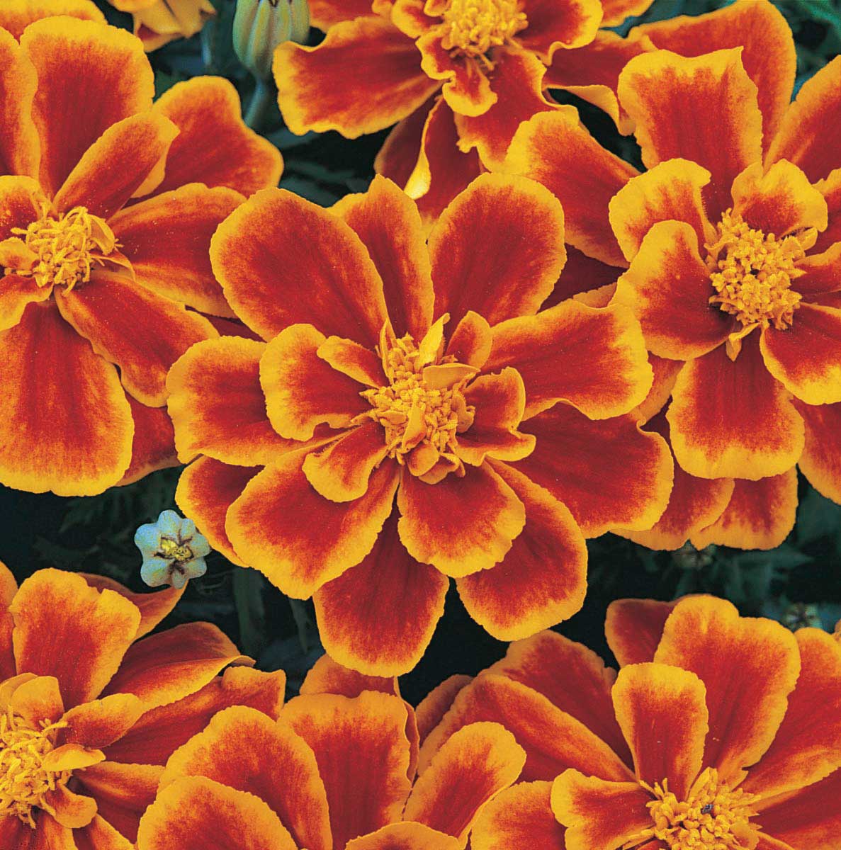 Marigold (Cell Pack)