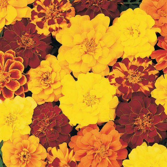 Marigold (Cell Pack)