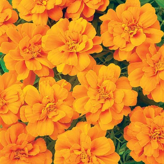 Marigold (Cell Pack)