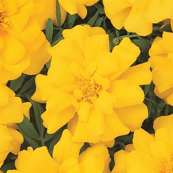 Marigold (Cell Pack)