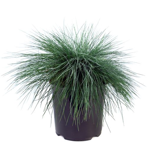 Grasses Assorted (2 Gal)