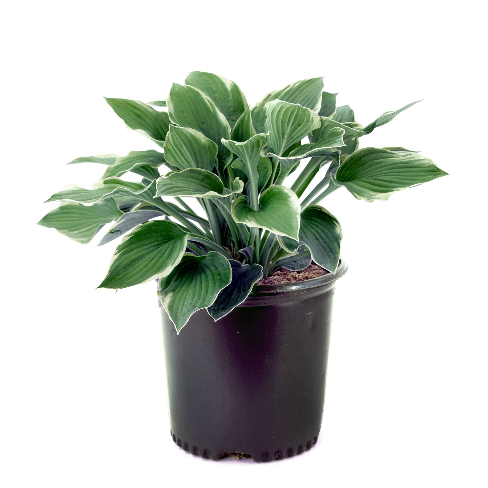Hostas Assorted (2 Gal)