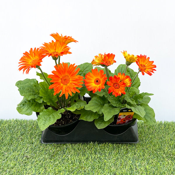 Gerbera (6" Pot) 2 Pack