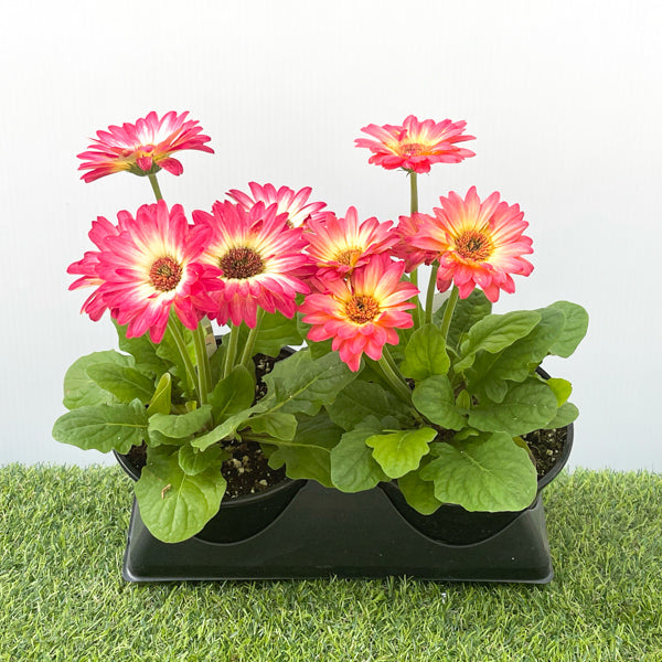 Gerbera (6" Pot) 2 Pack