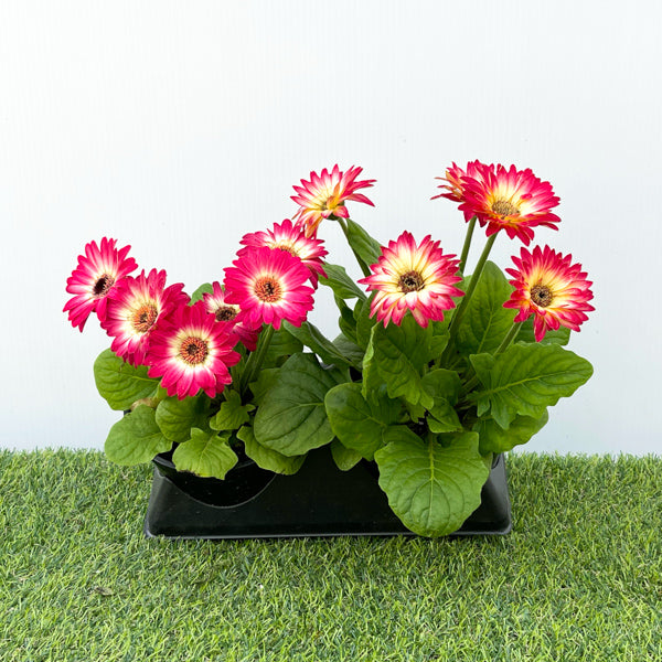 Gerbera (6" Pot) 2 Pack