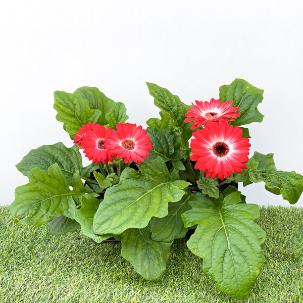 Gerbera (6" Pot) 2 Pack