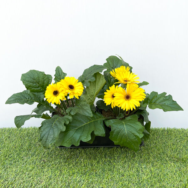 Gerbera (6" Pot) 2 Pack
