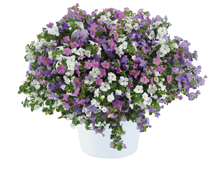 Bacopa Multi-Colour (6" Pot) 2 Pack