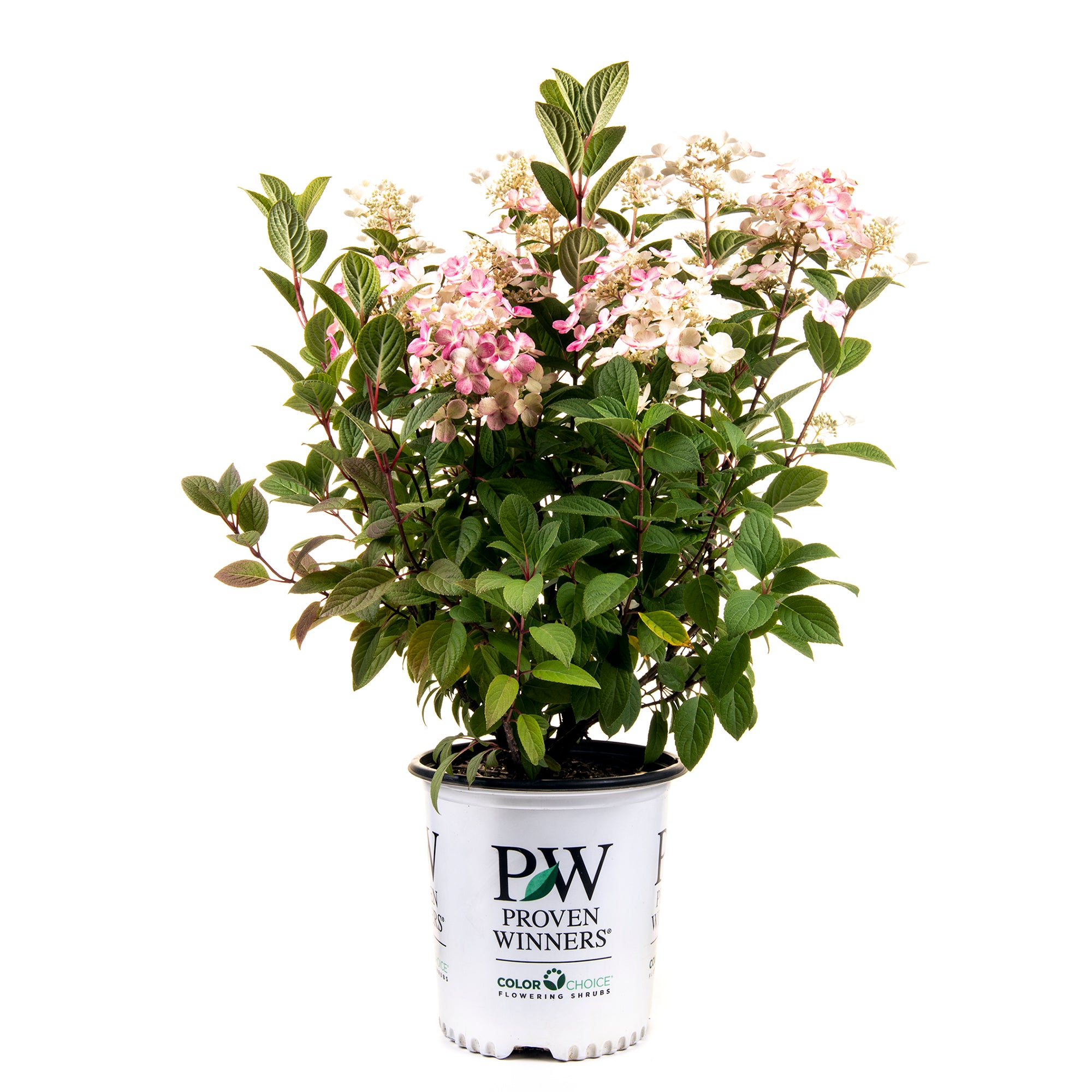 Hydrangea (2 Gal)