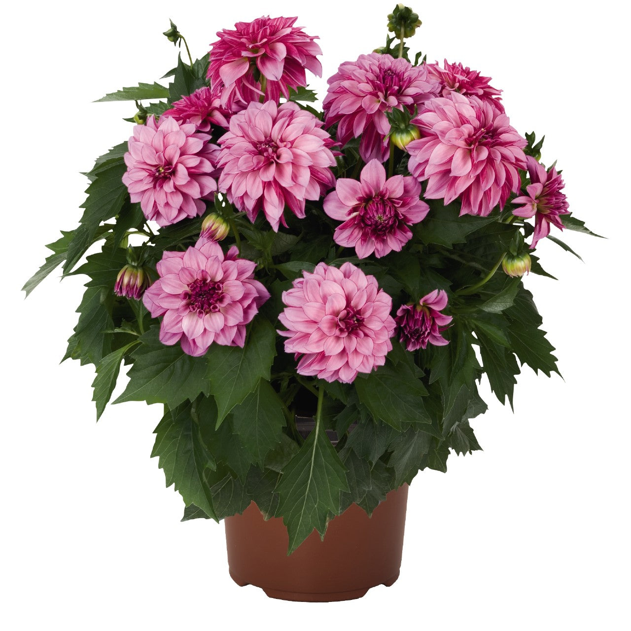 Dahlia (6" Pot) 2 Pack