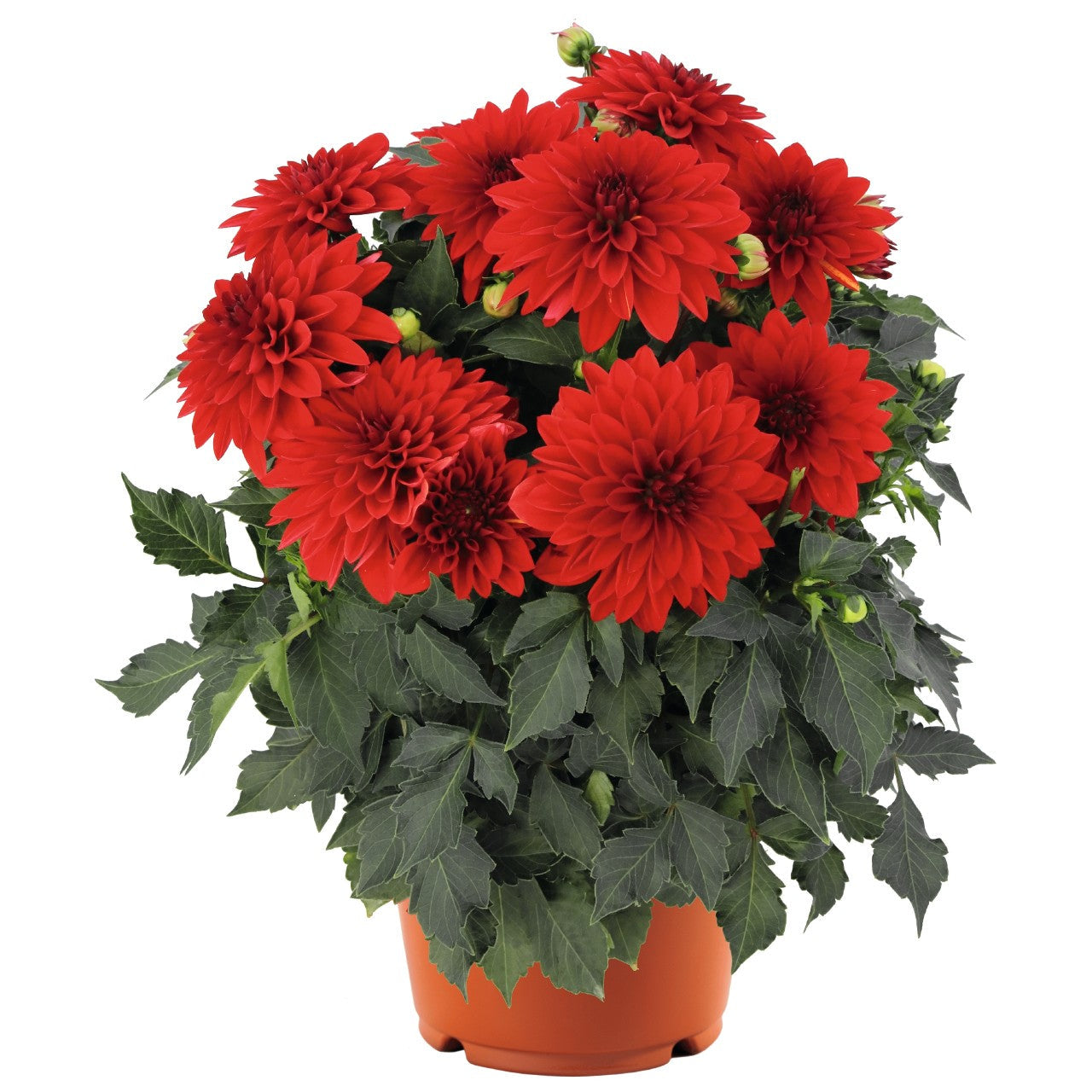 Dahlia (6" Pot) 2 Pack