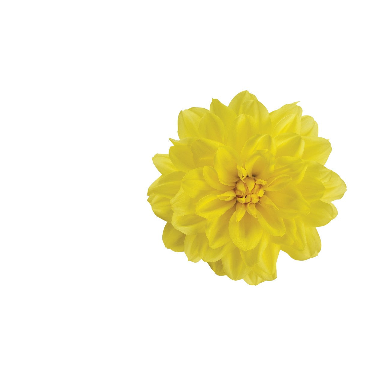 Dahlia (6" Pot) 2 Pack