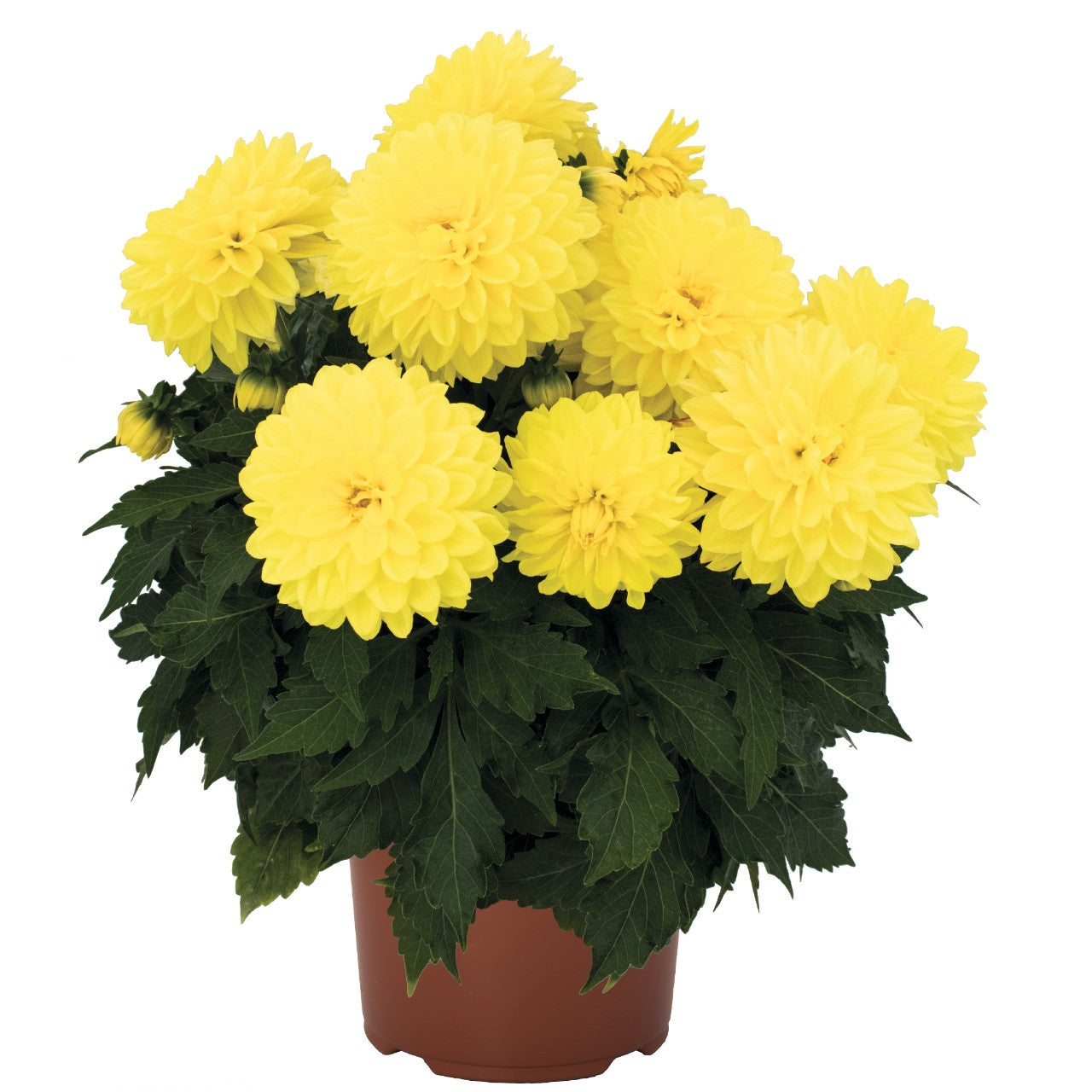 Dahlia (6" Pot) 2 Pack