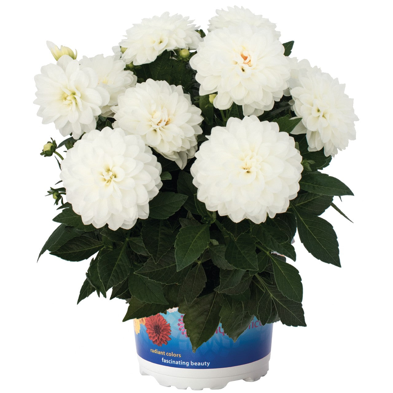 Dahlia (6" Pot) 2 Pack