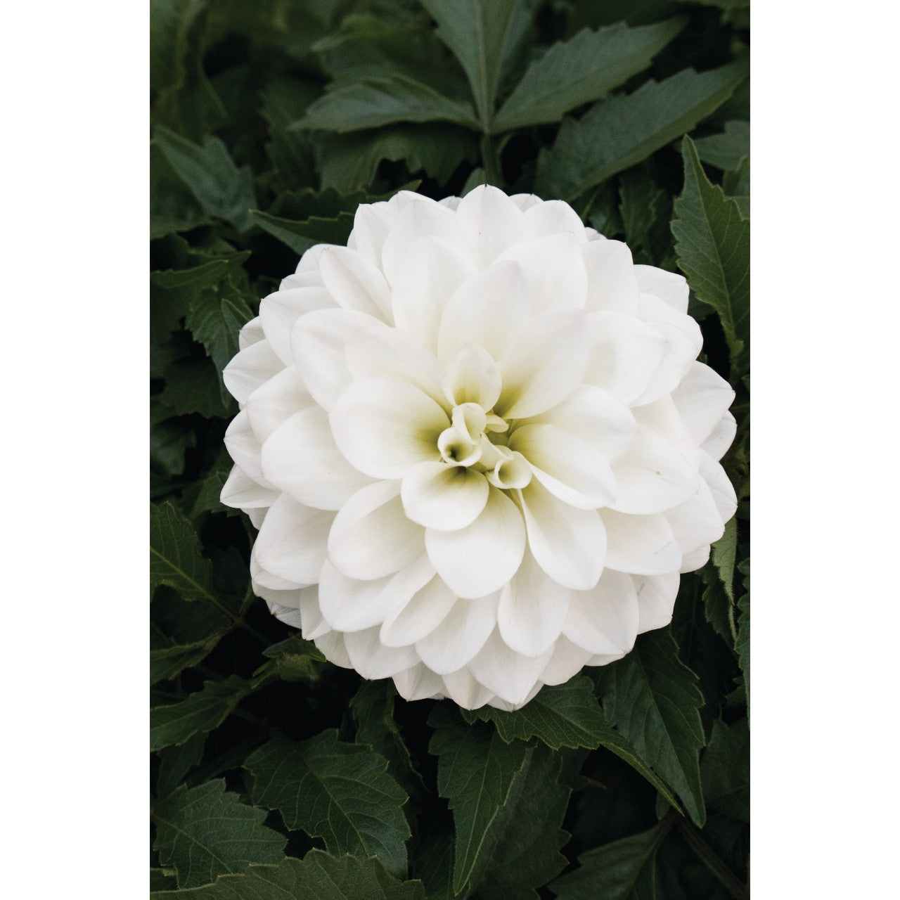 Dahlia (6" Pot) 2 Pack