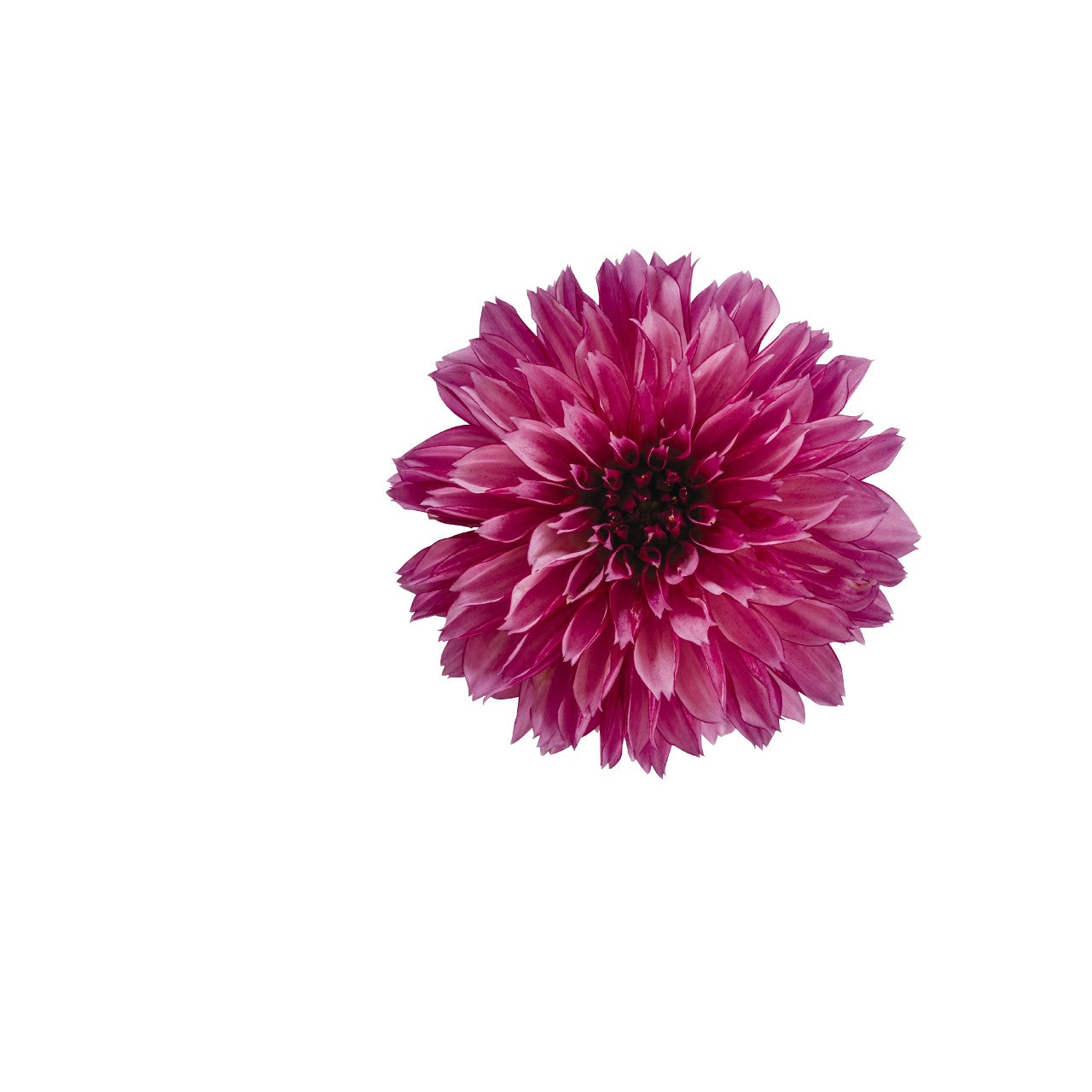 Dahlia (6" Pot) 2 Pack
