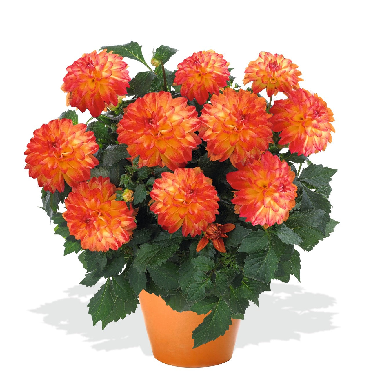 Dahlia (6" Pot) 2 Pack