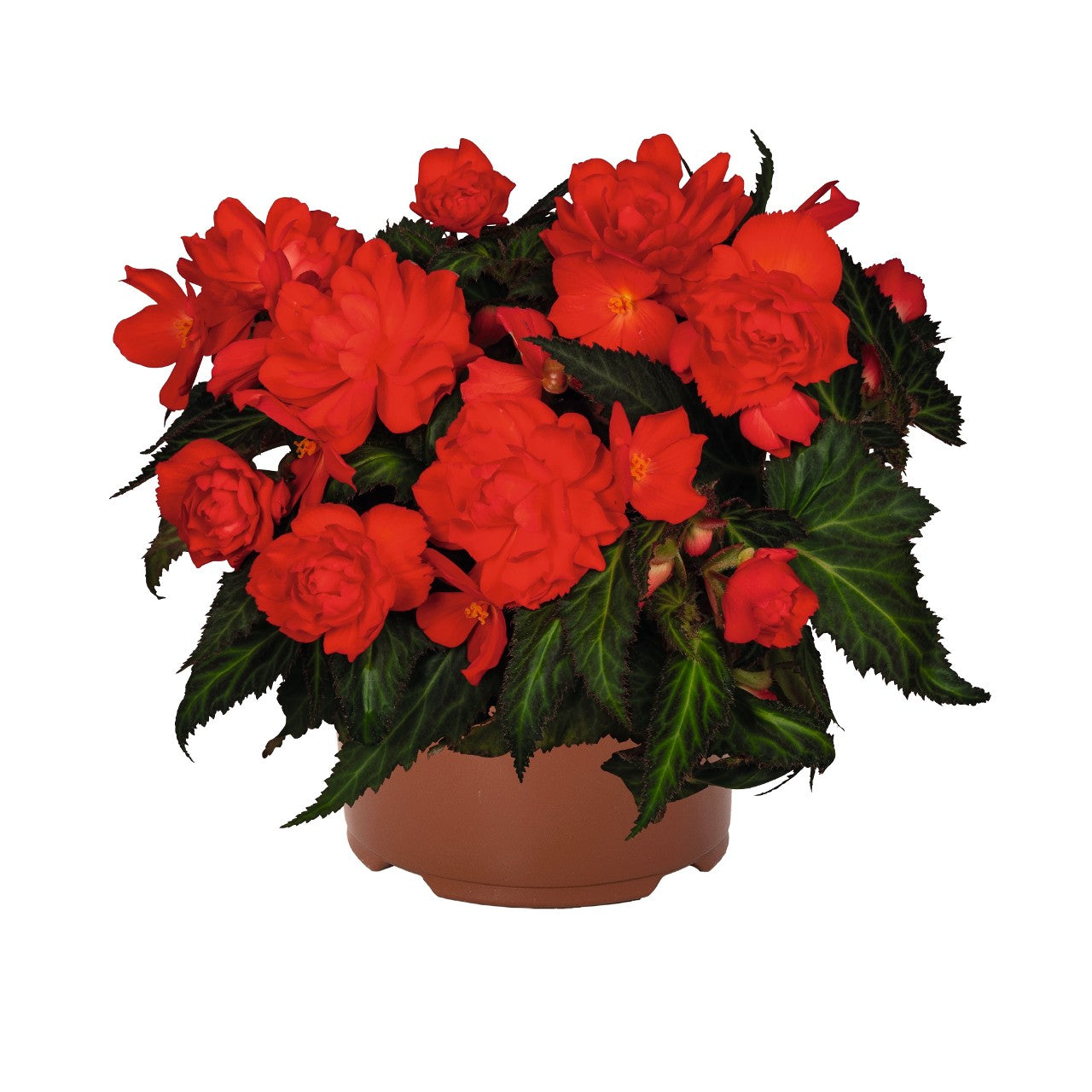 Begonia (6" Pot) 2 Pack