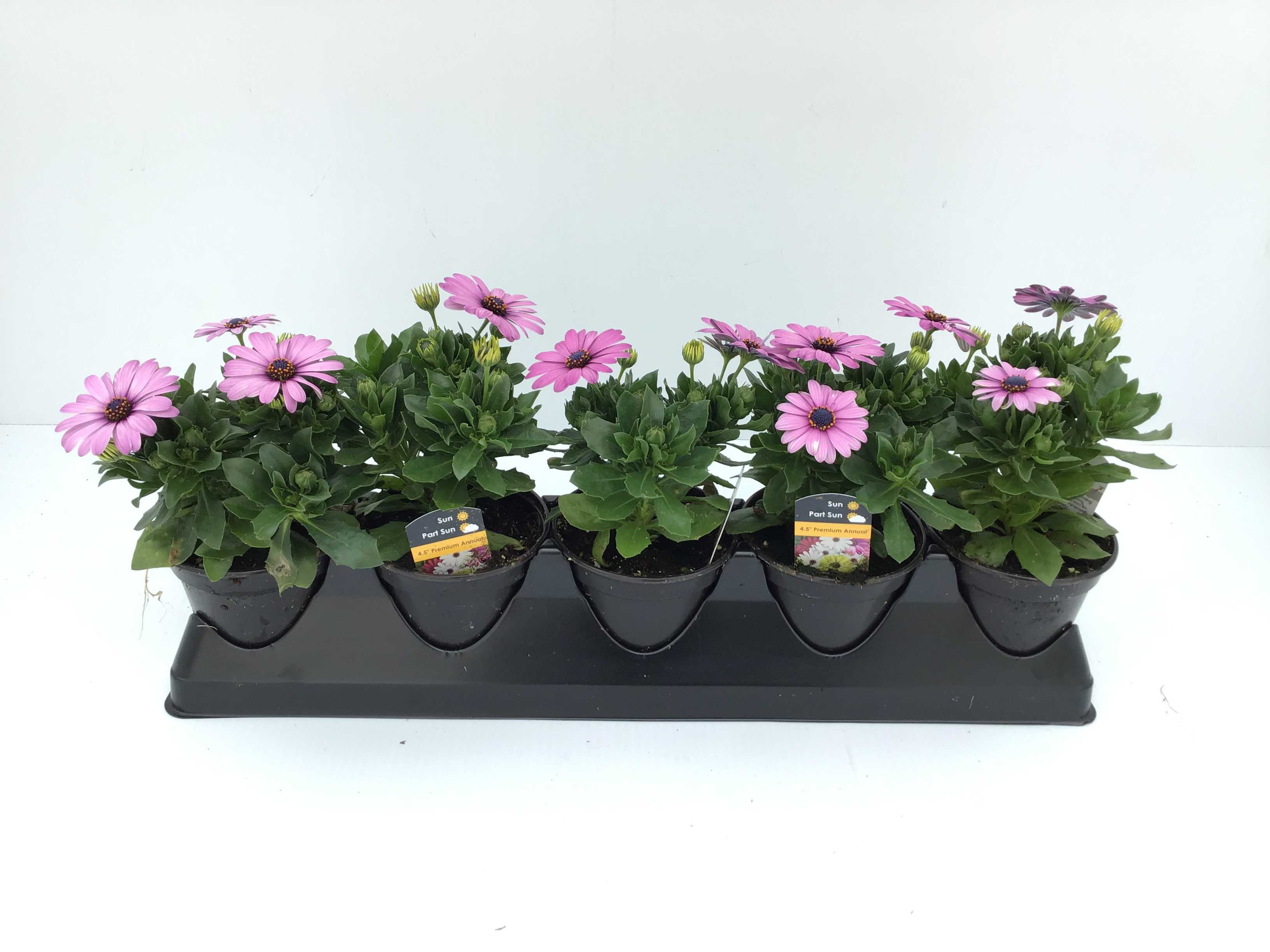 Osteospermum (4" Pot)  5 Pack