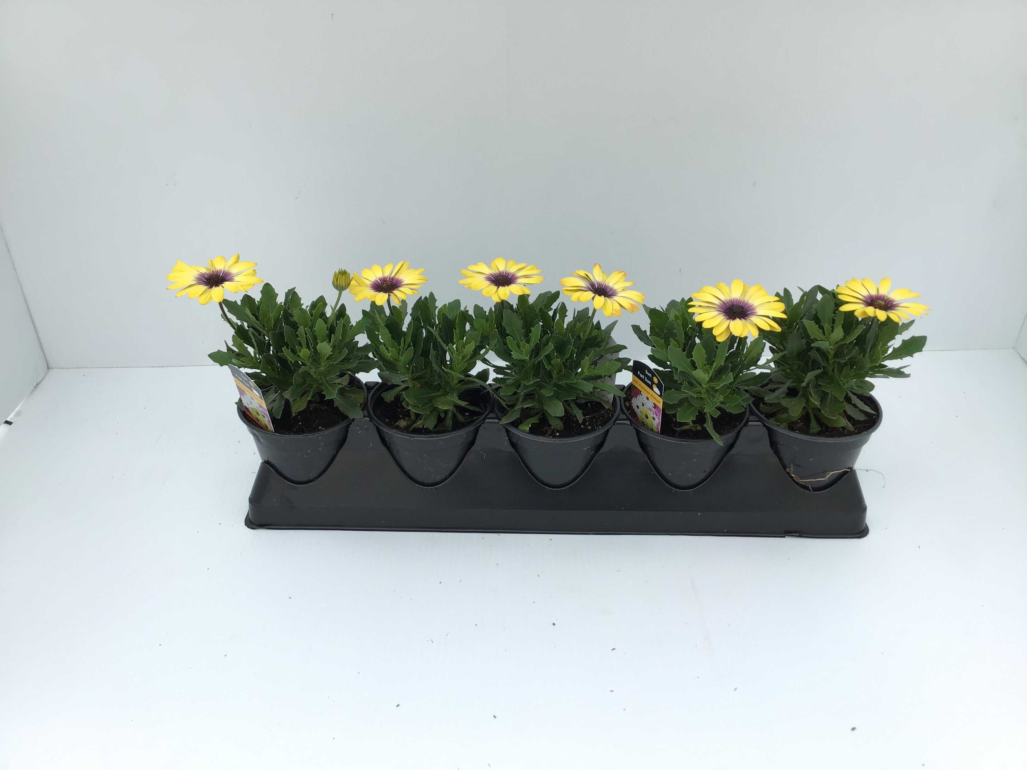 Osteospermum (4" Pot)  5 Pack