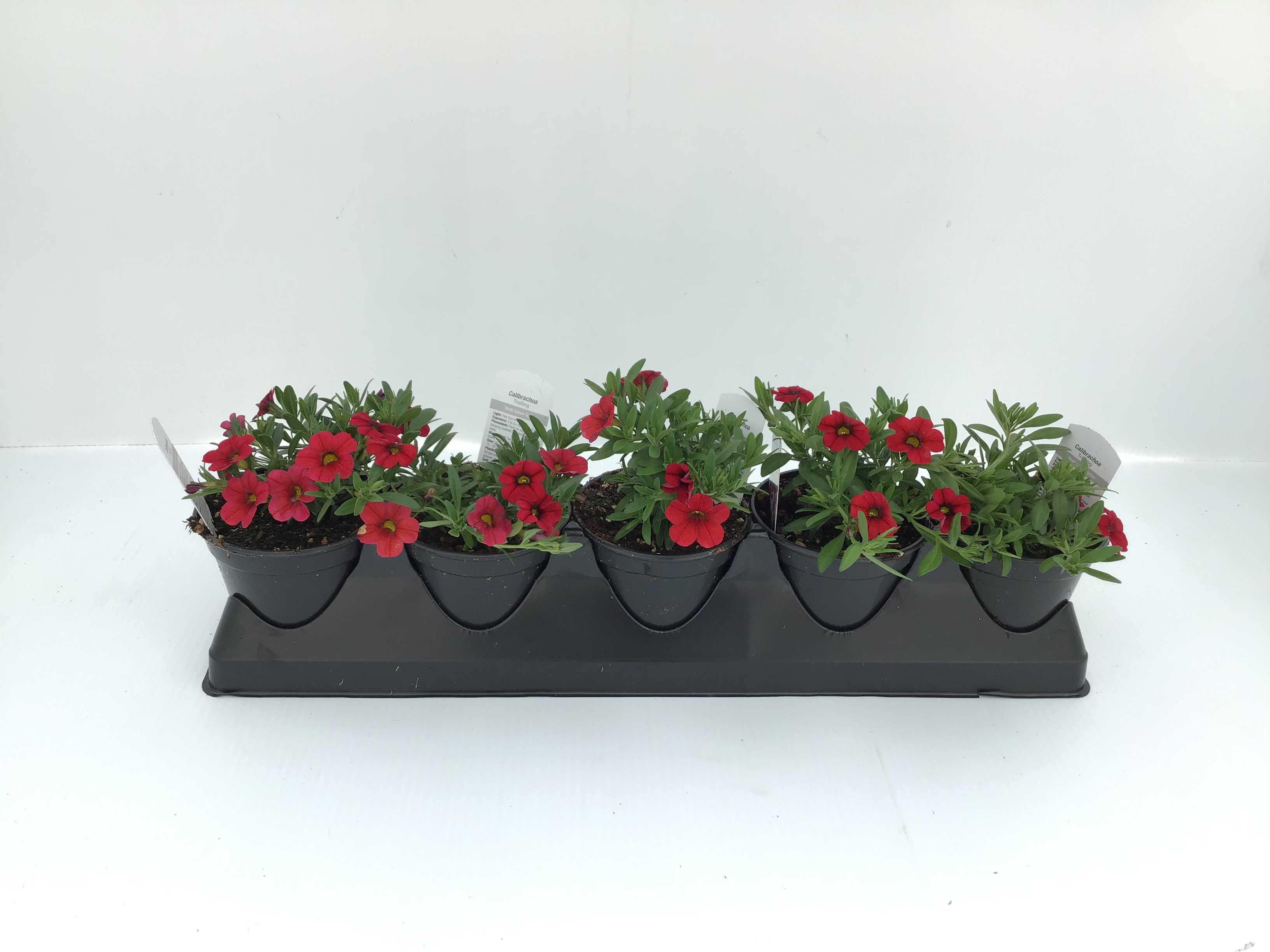 Calibrachoa (4" Pot)  5 Pack