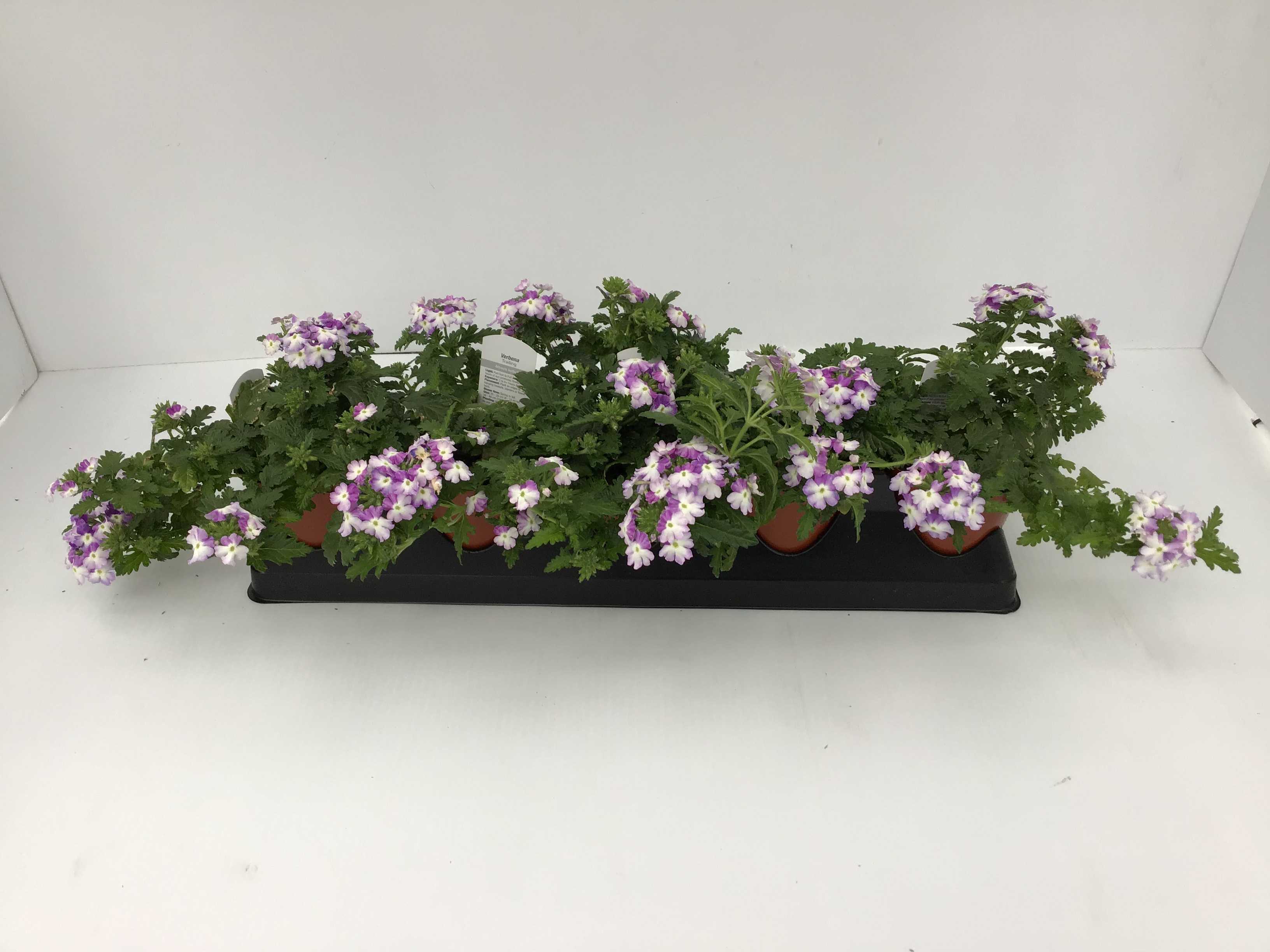 Verbena (4" Pot)  5 Pack