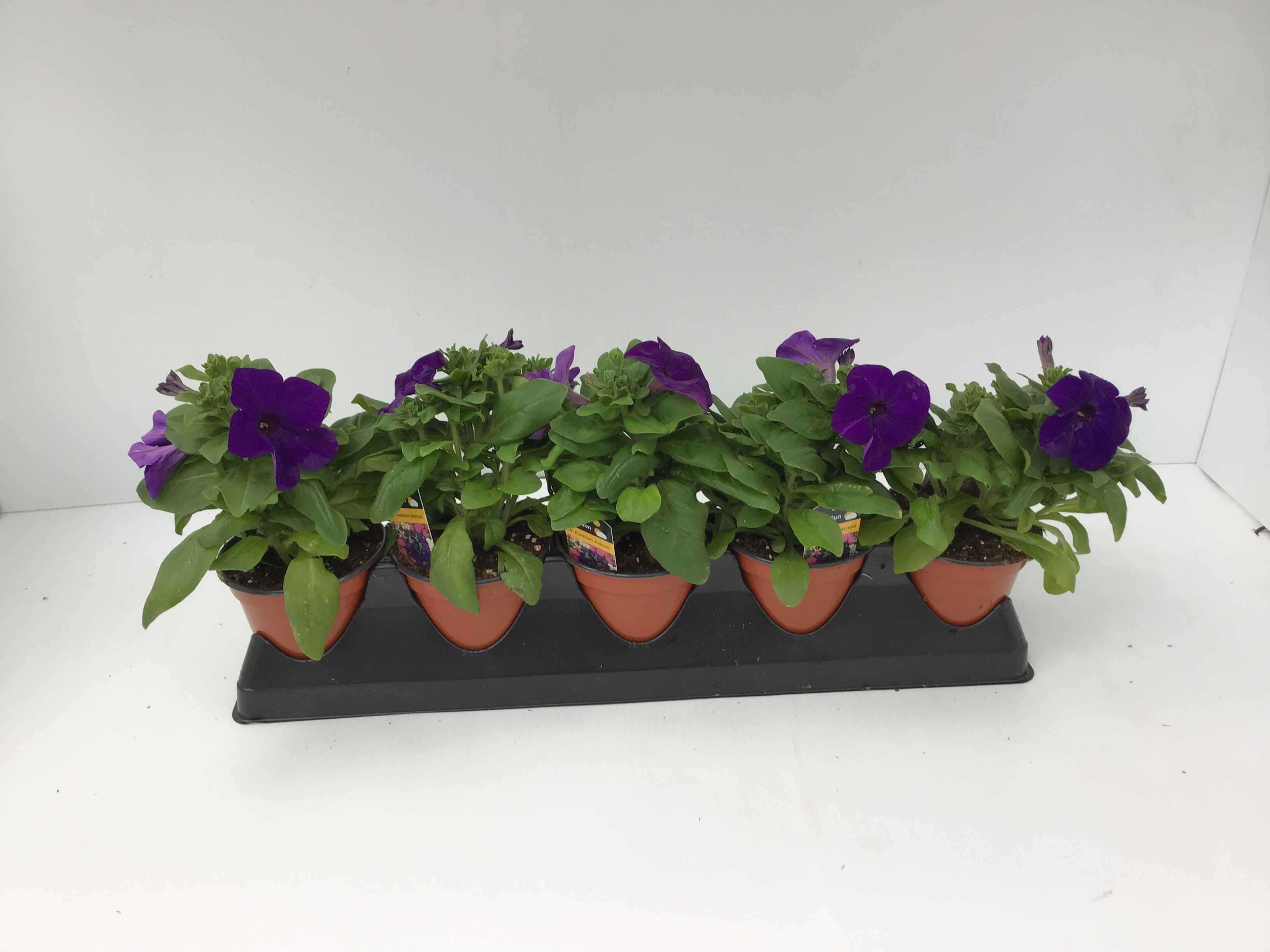 Petunia (4" Pot)  5 Pack