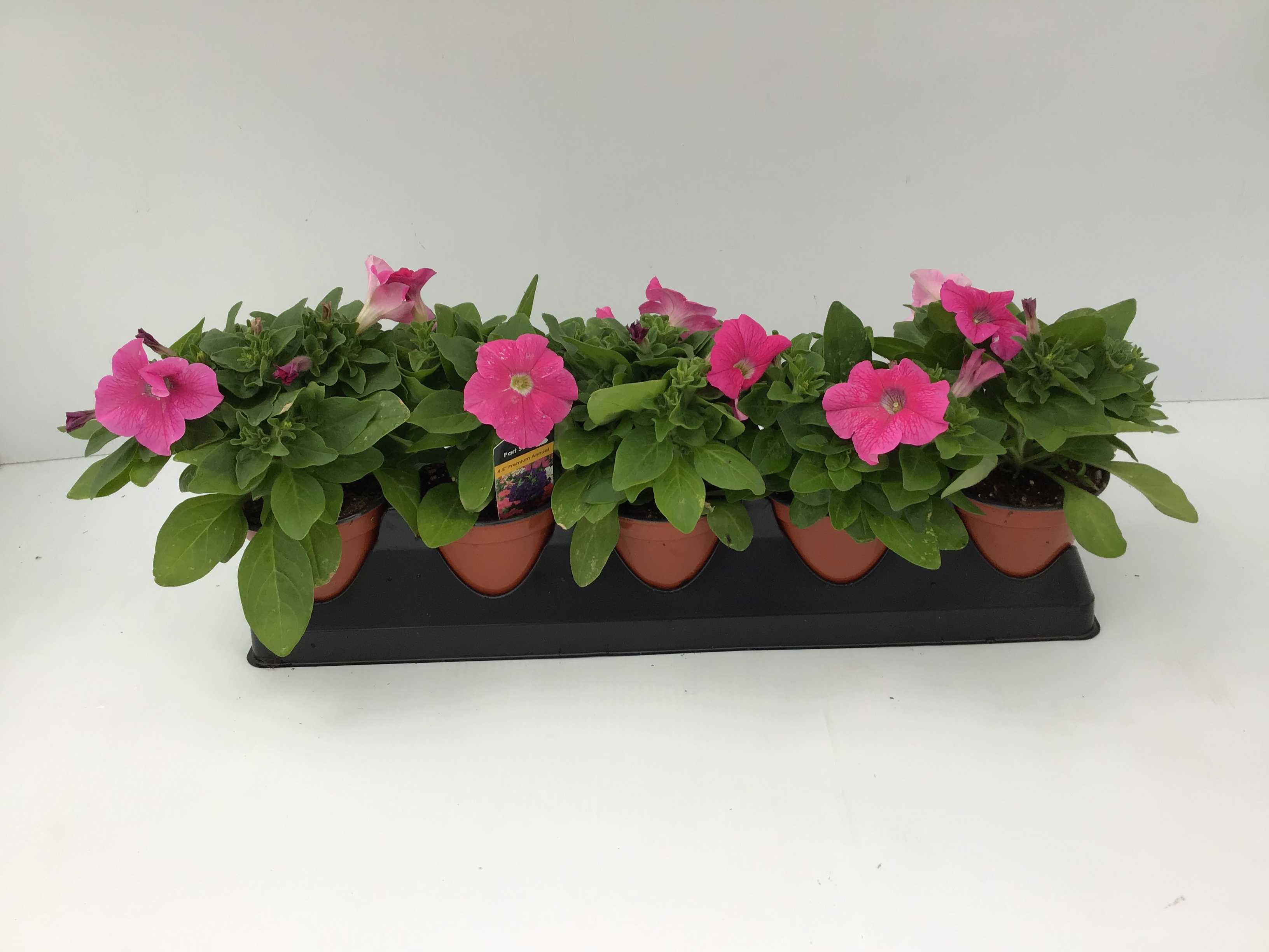 Petunia (4" Pot)  5 Pack