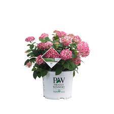 Hydrangea (2 Gal)