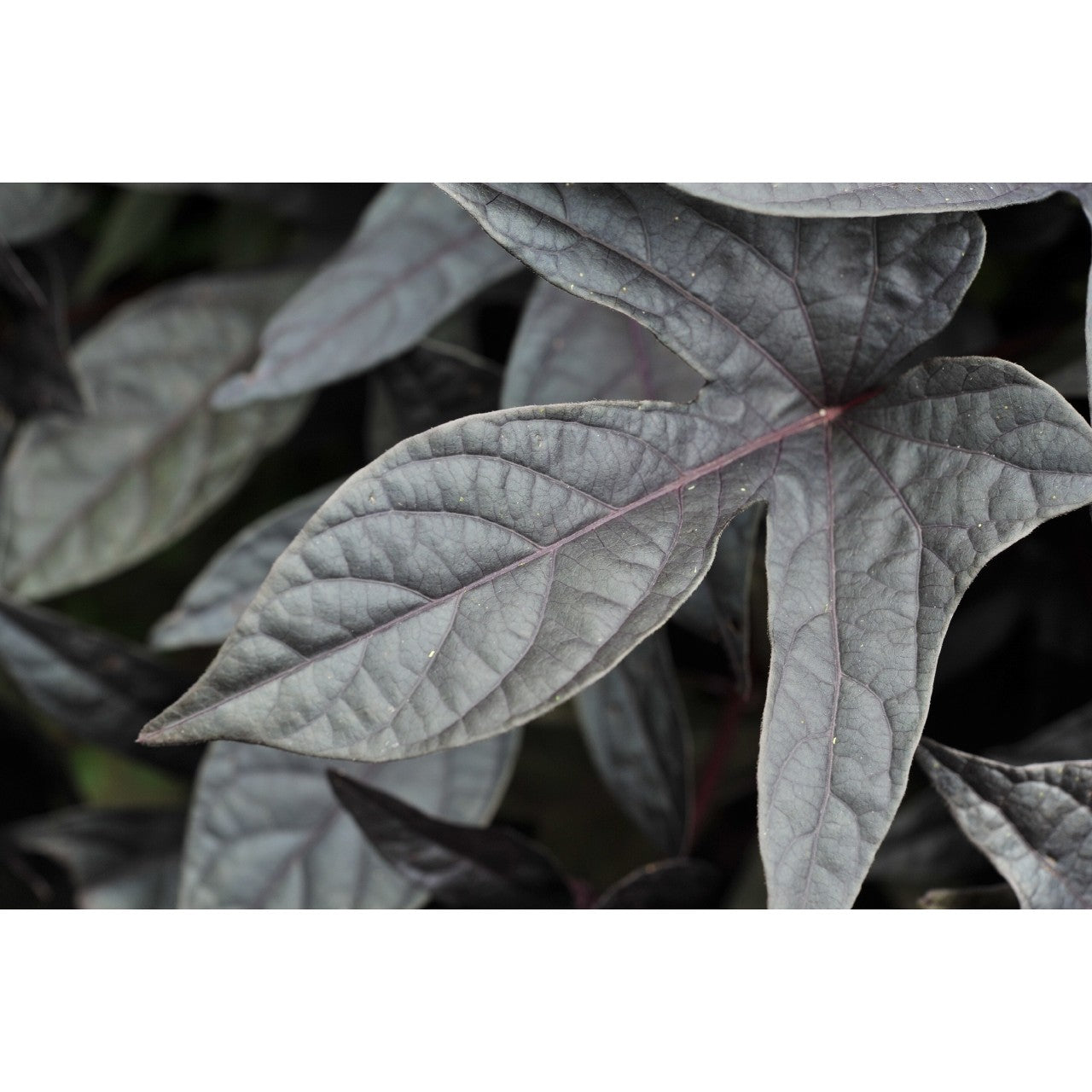Ipomoea (4" Pot)  5 Pack