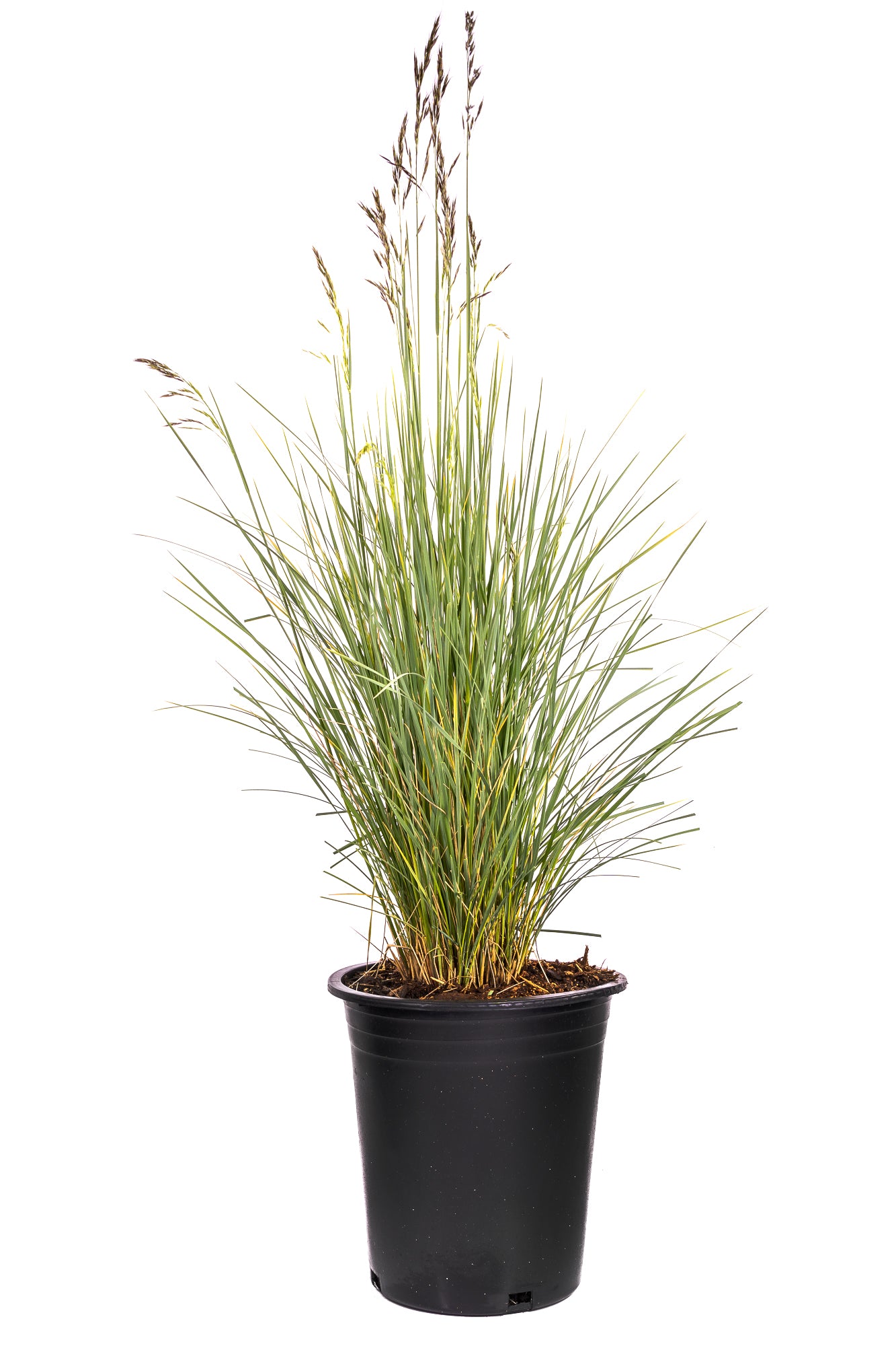 Grasses Assorted (2 Gal)