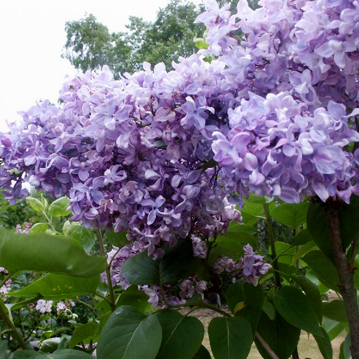 Lilac Syringa (5 Gal)