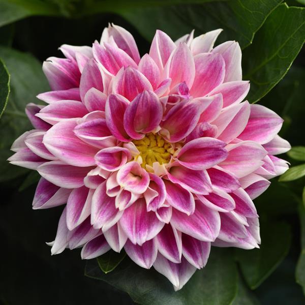Dahlia (4" Pot)  5 Pack