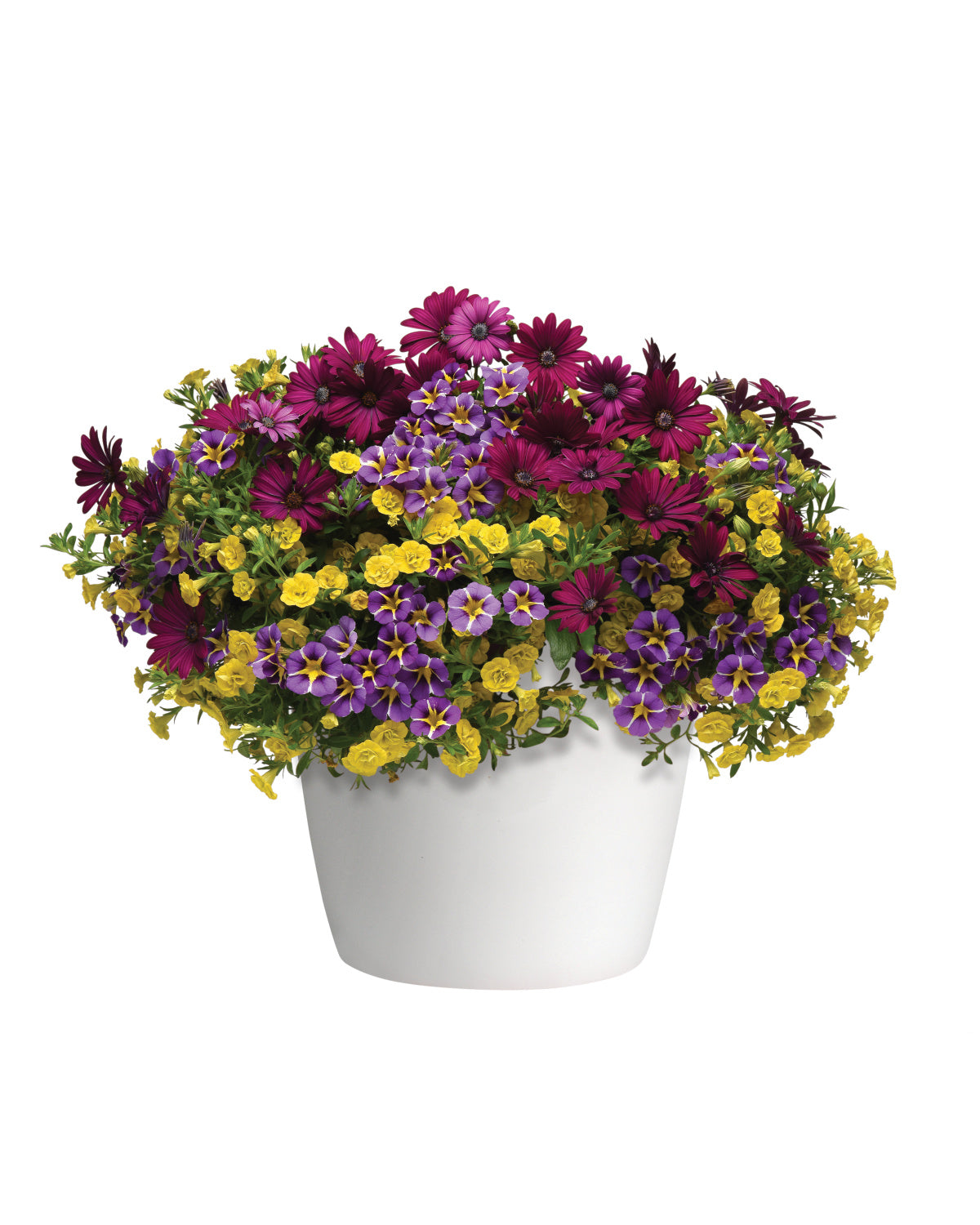 Calibrachoa Multi-Colour (6" Pot) 2 Pack