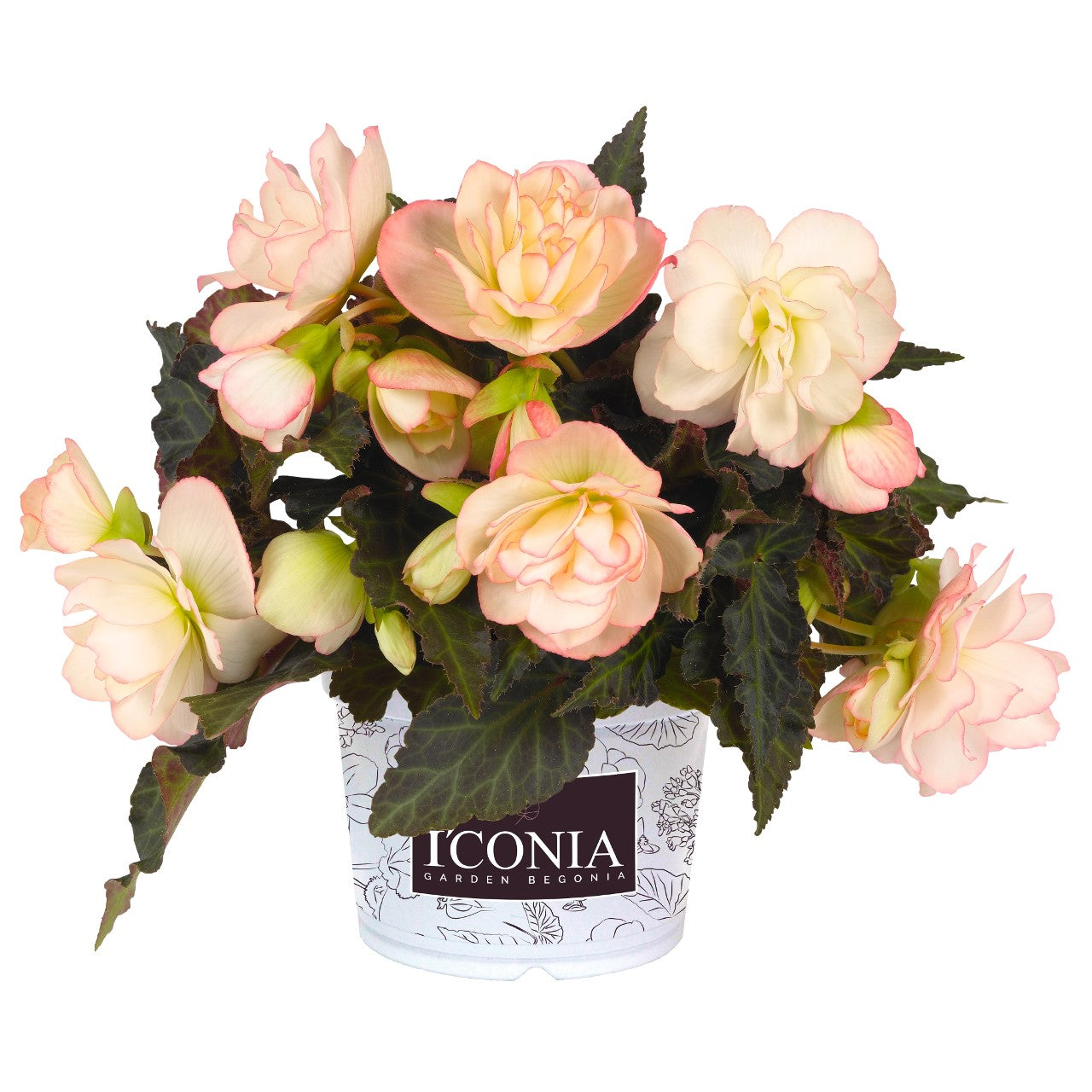 Begonia (6" Pot) 2 Pack