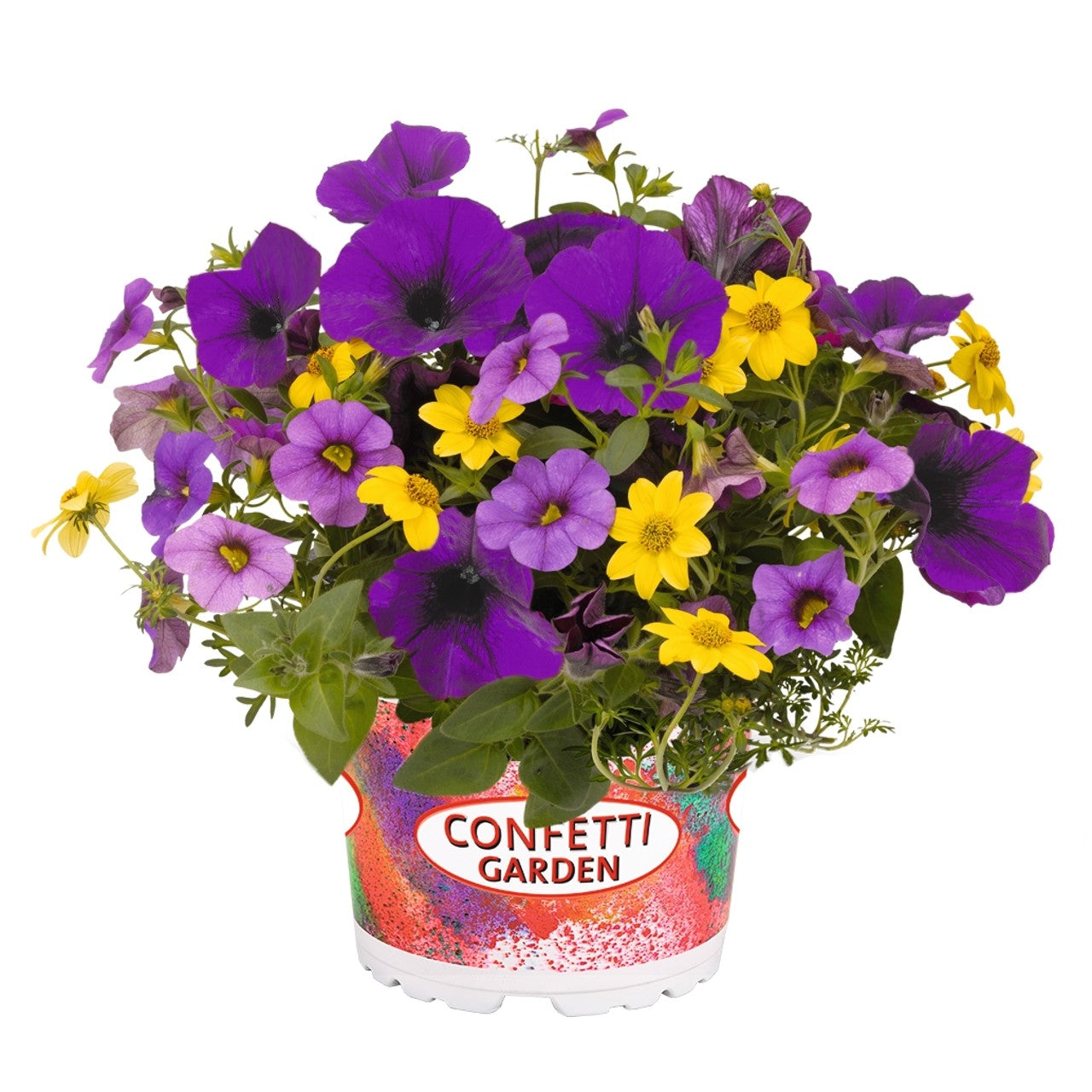 Mixed Hanging Basket (12")
