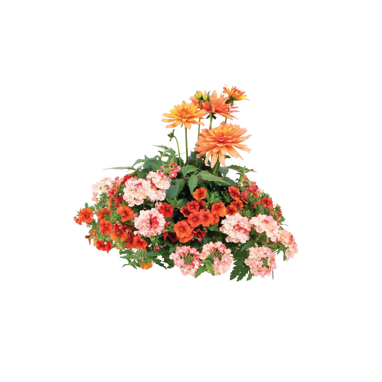 Mixed Planter (12" Pot)