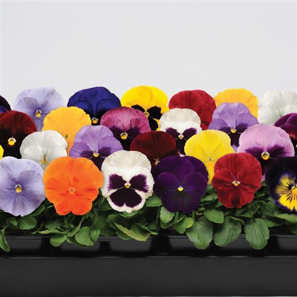 Pansy (Cell Pack)