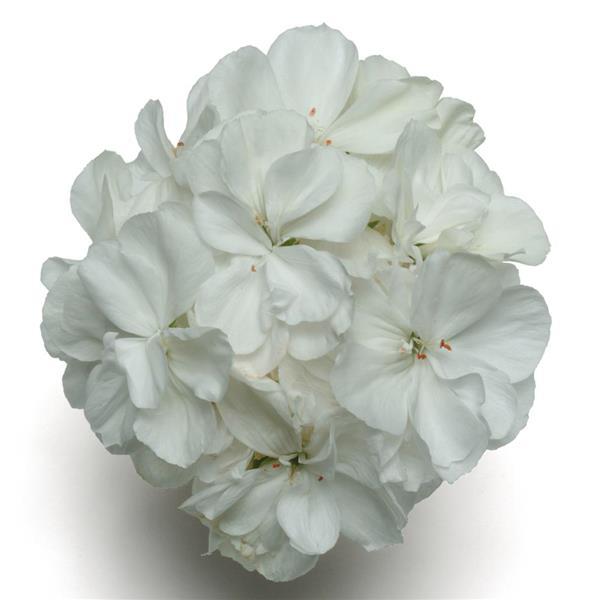 Geranium - Zonal (4" Pot)  5 Pack