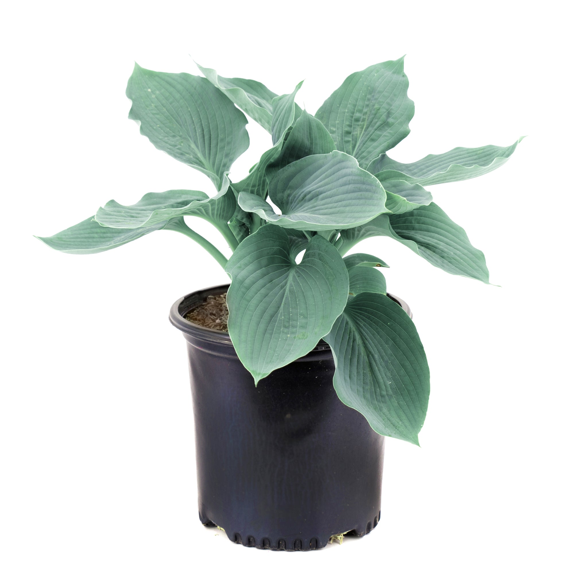 Hostas Assorted (2 Gal)