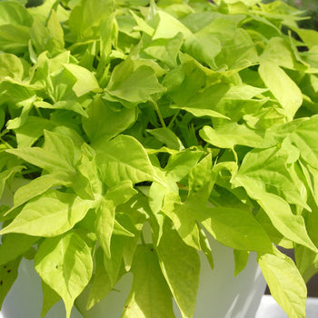 Ipomoea (4" Pot)  5 Pack
