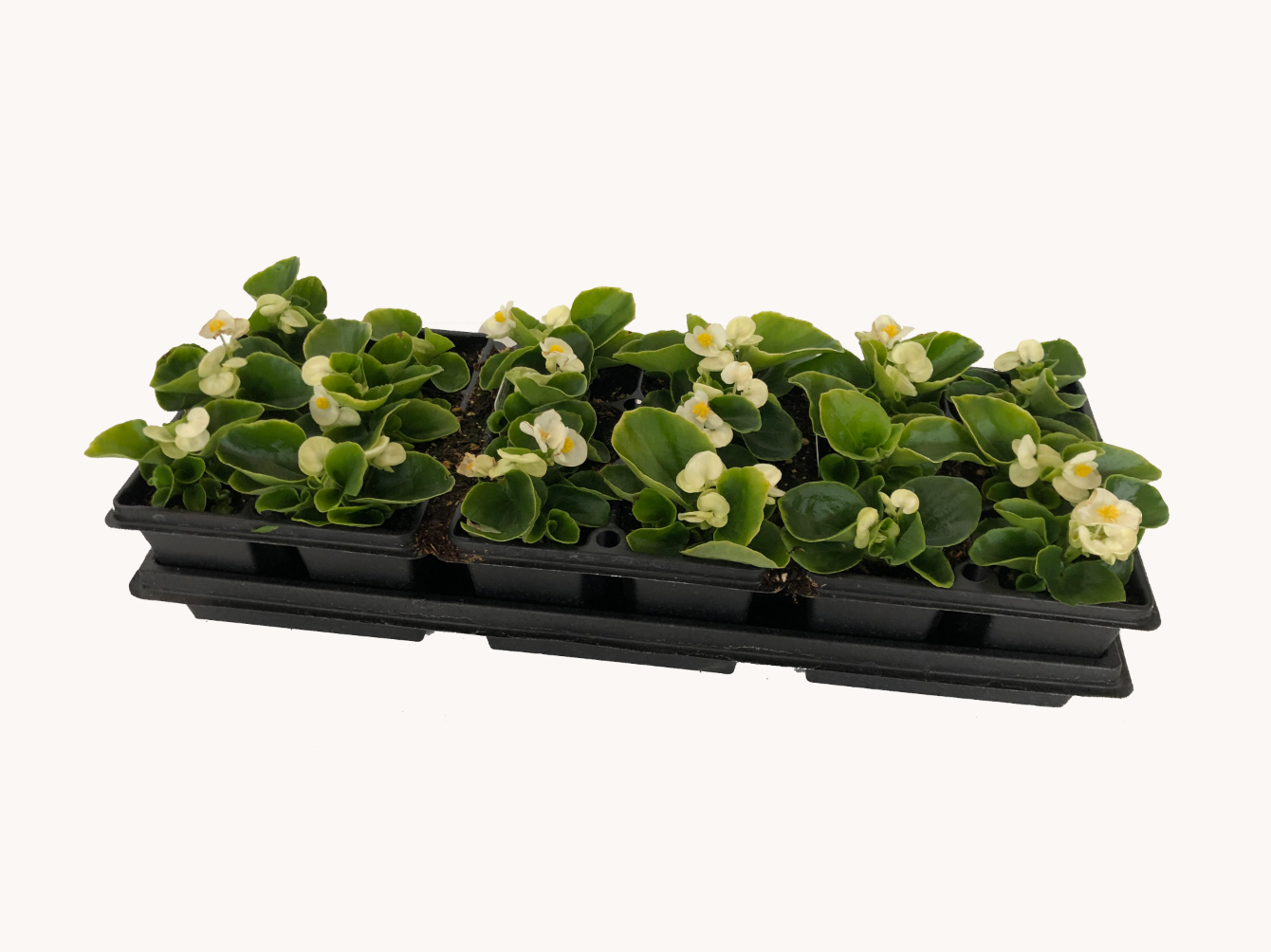 Begonia (Cell Pack)