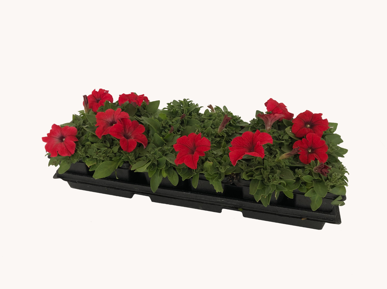 Petunia (Cell Pack)